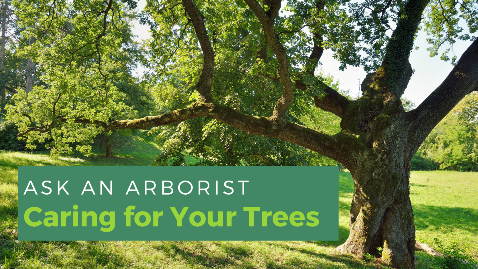 Ask an Arborist: Caring for Your Trees - Mahomet Public Library