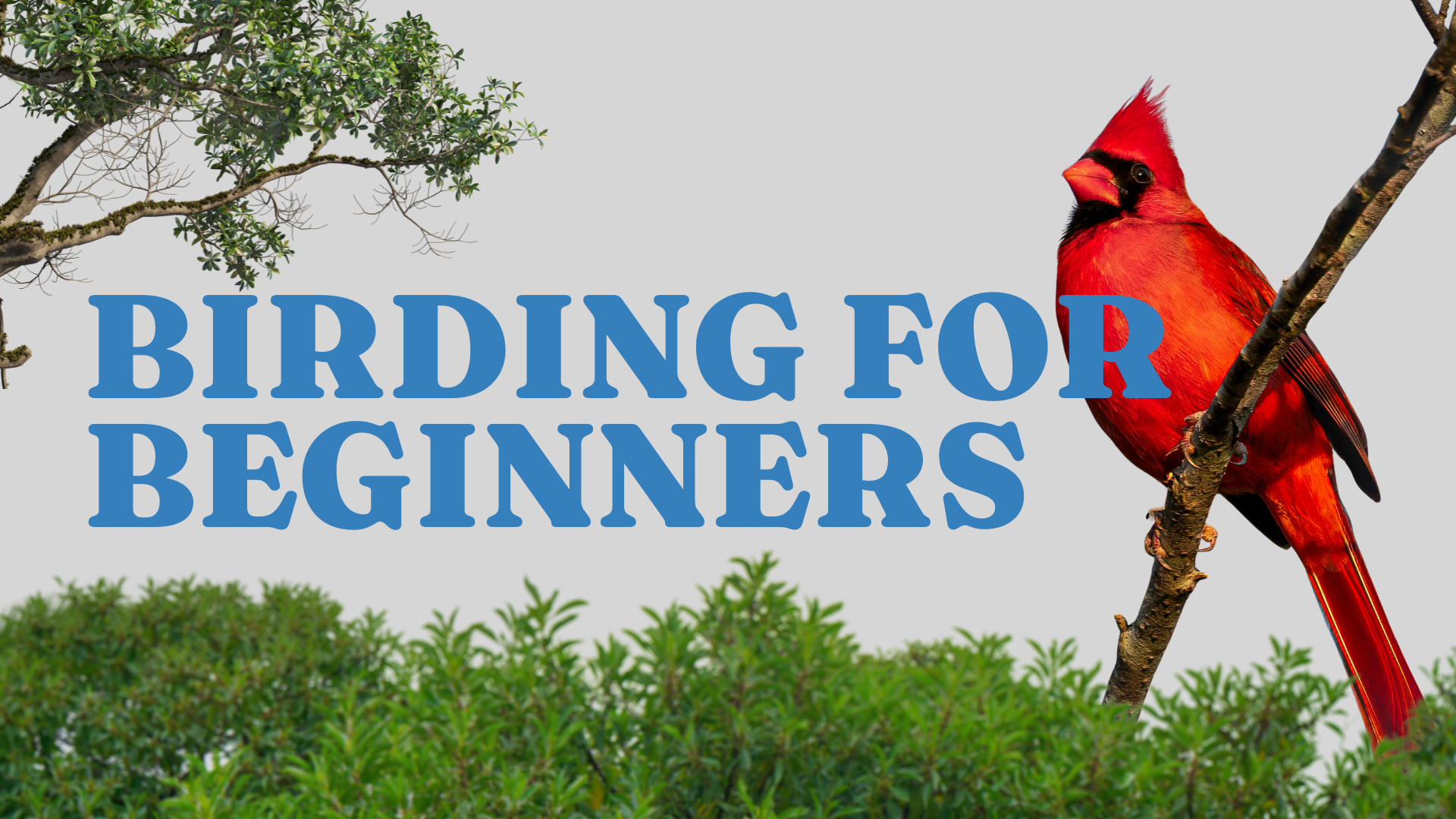 Birding For Beginners_Event Cover_June_2026