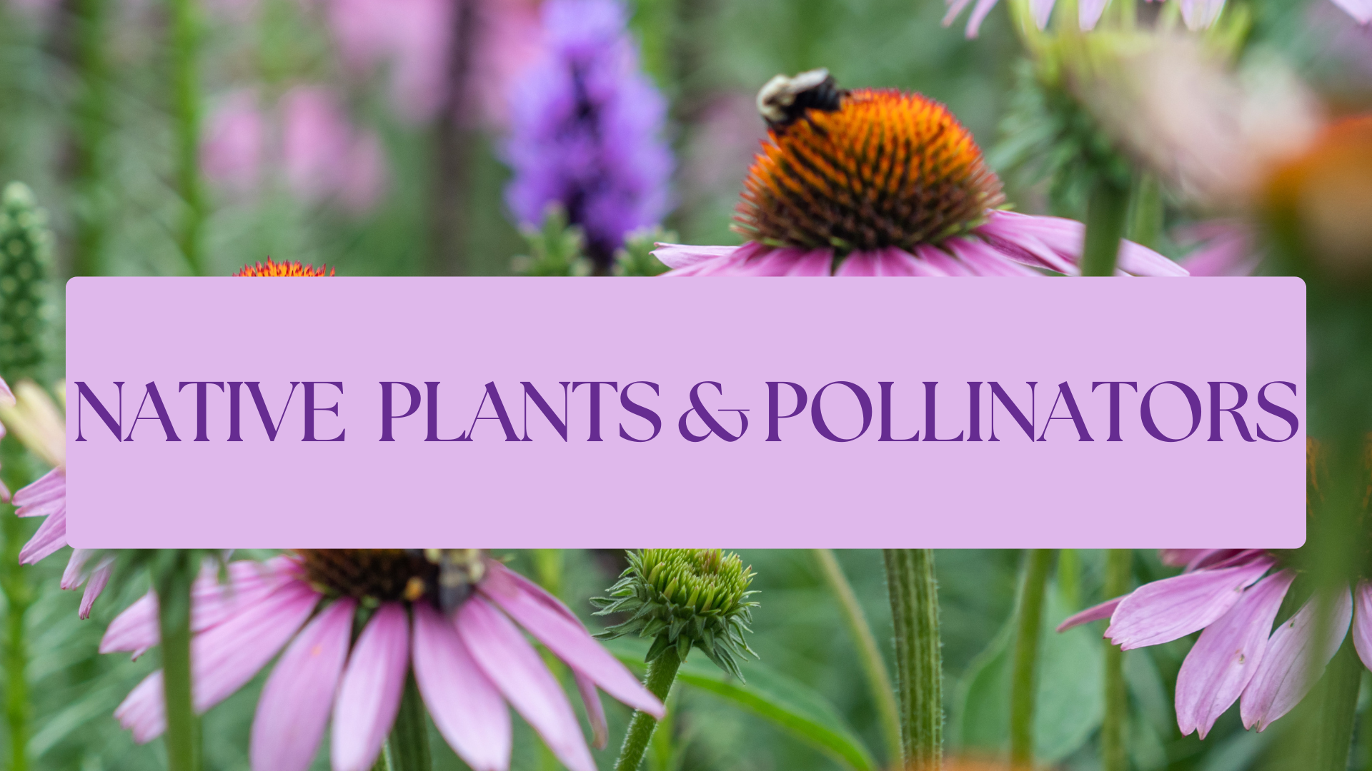 Native Plant & Pollinators_Event_Cover_June_2026